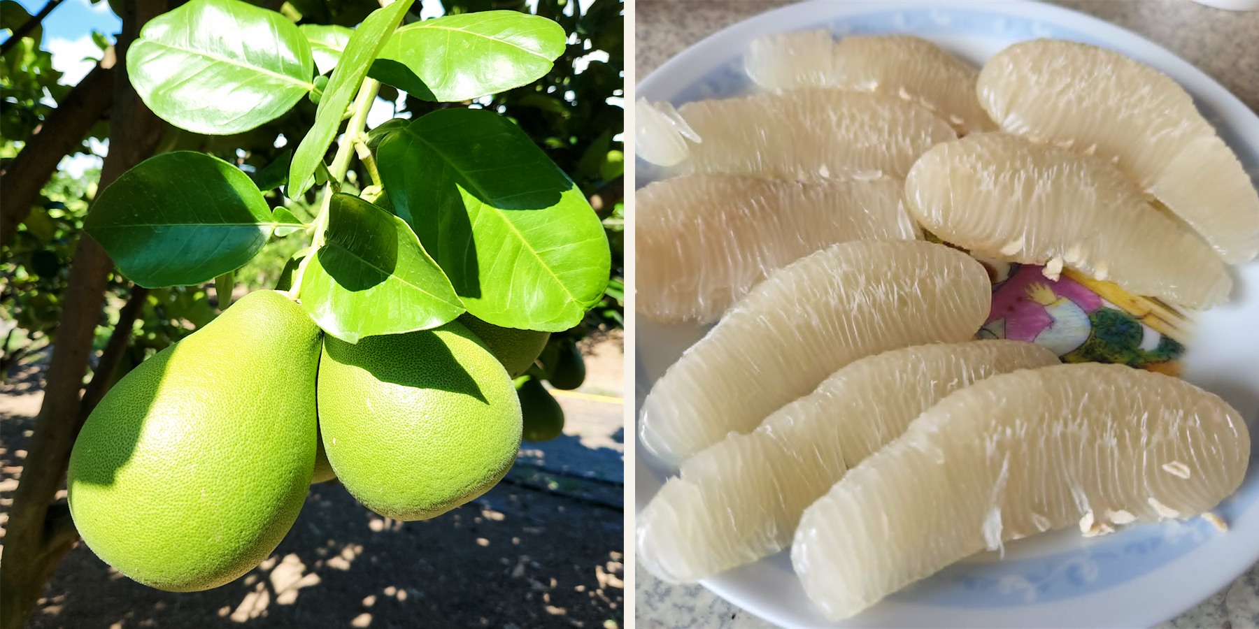 枝頭果實與果肉的文旦風味對照照片