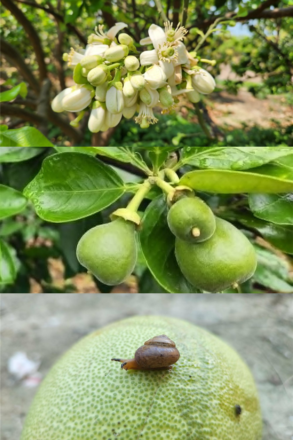 柚子花、果實生長與蝸牛的季節影像